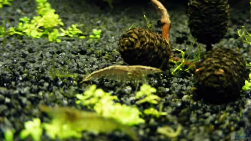 Besatz im Aquarium Becken 12433 von urbs (5)