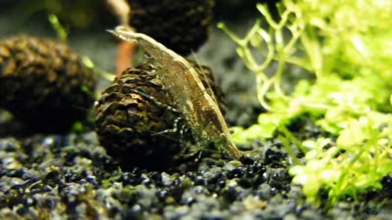 Besatz im Aquarium Becken 12433 von urbs (6)