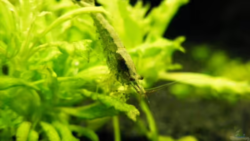 Besatz im Aquarium Becken 12433 von urbs (7)