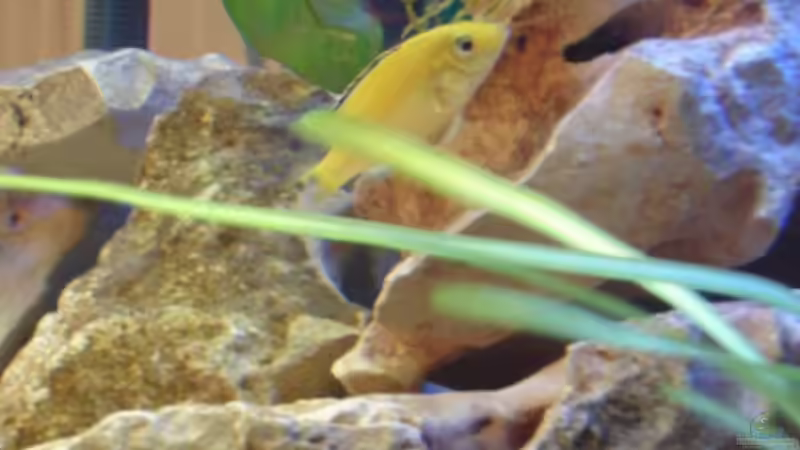 Besatz im Aquarium Becken 12450 von Julian S. (19)