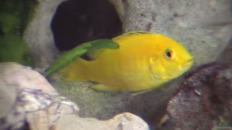 Besatz im Aquarium Becken 1248 von Sven Göhre (7)