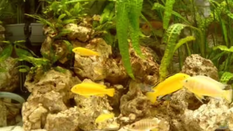 Besatz im Aquarium Becken 1248 von Sven Göhre (8)