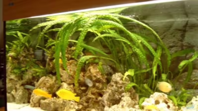 Besatz im Aquarium Becken 1248 von Sven Göhre (9)