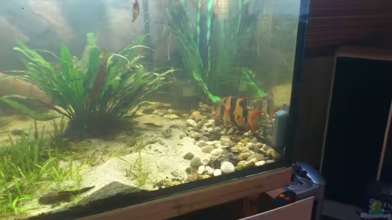 Besatz im Aquarium Becken 12489 von huigu (10)