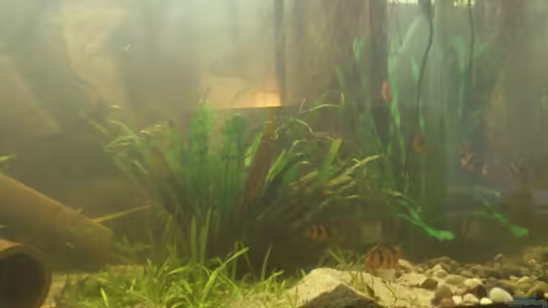 Besatz im Aquarium Becken 12489 von huigu (7)