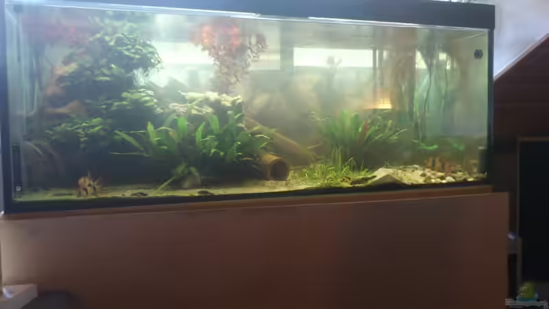 Besatz im Aquarium Becken 12489 von huigu (8)