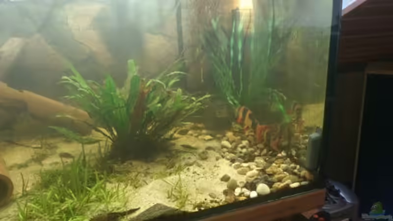 Besatz im Aquarium Becken 12489 von huigu (9)