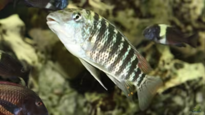 Besatz im Aquarium Becken 125 von Stefan Glaab (11)