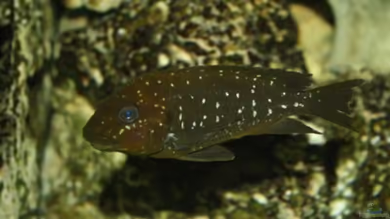 Besatz im Aquarium Becken 125 von Stefan Glaab (12)