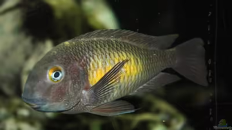 Besatz im Aquarium Becken 125 von Stefan Glaab (13)