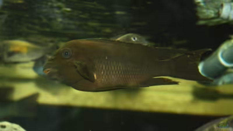 Besatz im Aquarium Becken 125 von Stefan Glaab (14)