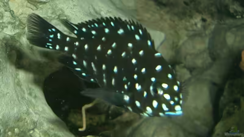 Besatz im Aquarium Becken 125 von Stefan Glaab (6)