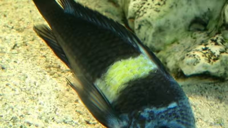 Besatz im Aquarium Becken 125 von Stefan Glaab (7)