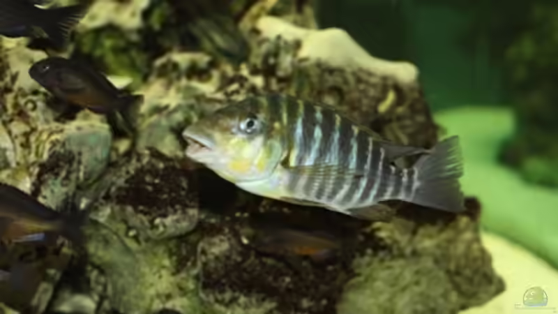 Besatz im Aquarium Becken 125 von Stefan Glaab (8)