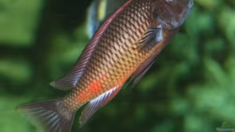 Besatz im Aquarium Becken 125 von Stefan Glaab (9)