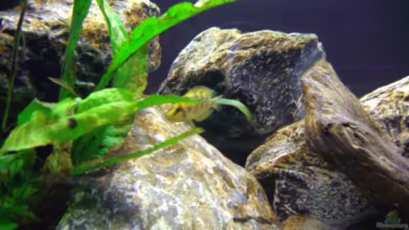 Besatz im Aquarium Becken 12504 von Gunvor (10)