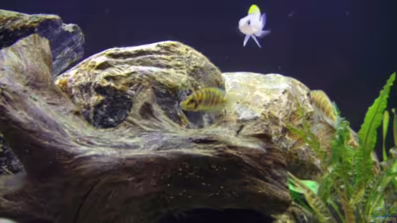 Besatz im Aquarium Becken 12504 von Gunvor (11)