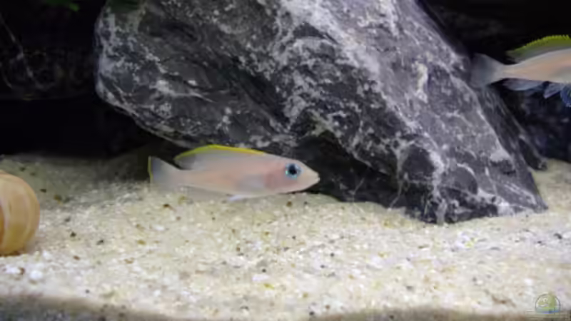 Besatz im Aquarium Becken 12504 von Gunvor (7)