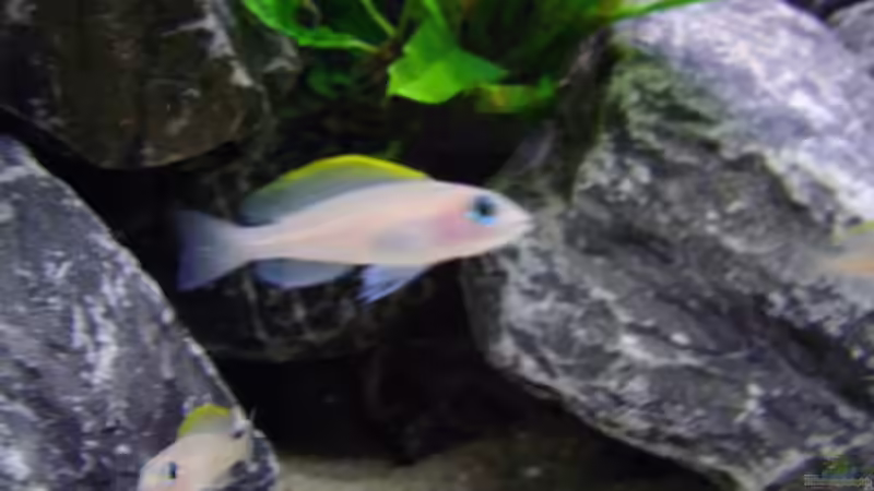 Besatz im Aquarium Becken 12504 von Gunvor (8)