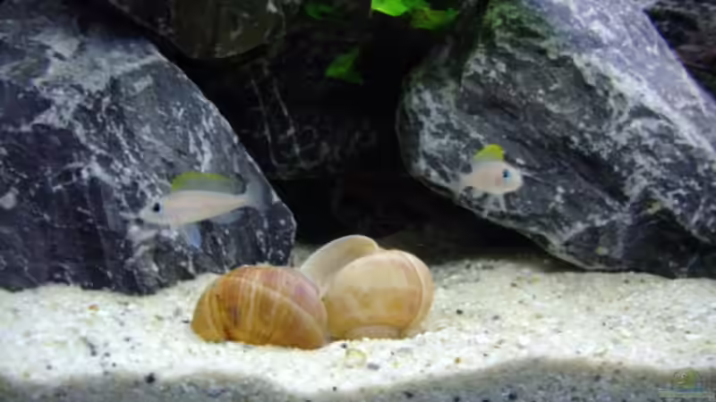 Besatz im Aquarium Becken 12504 von Gunvor (9)