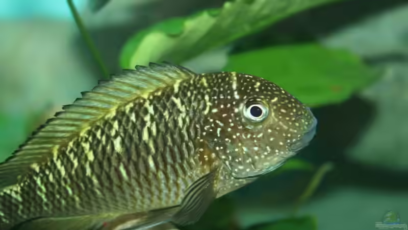 Besatz im Aquarium Becken 12518 von Marius L. (17)