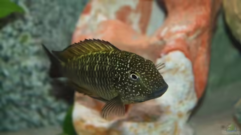 Besatz im Aquarium Becken 12518 von Marius L. (18)