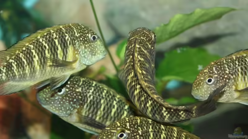 Besatz im Aquarium Becken 12518 von Marius L. (19)