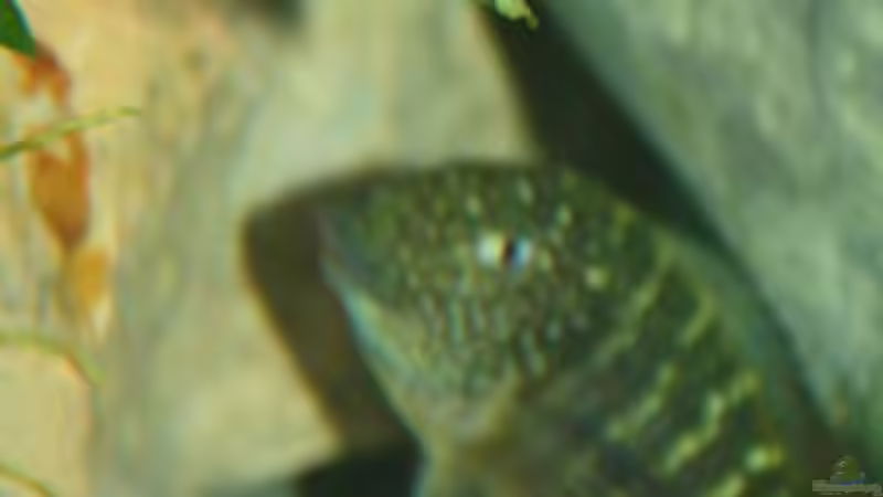 Besatz im Aquarium Becken 12518 von Marius L. (20)