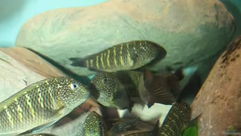 Besatz im Aquarium Becken 12518 von Marius L. (21)