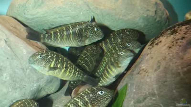 Besatz im Aquarium Becken 12518 von Marius L. (24)