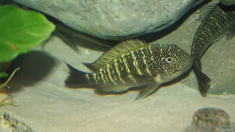 Besatz im Aquarium Becken 12518 von Marius L. (25)