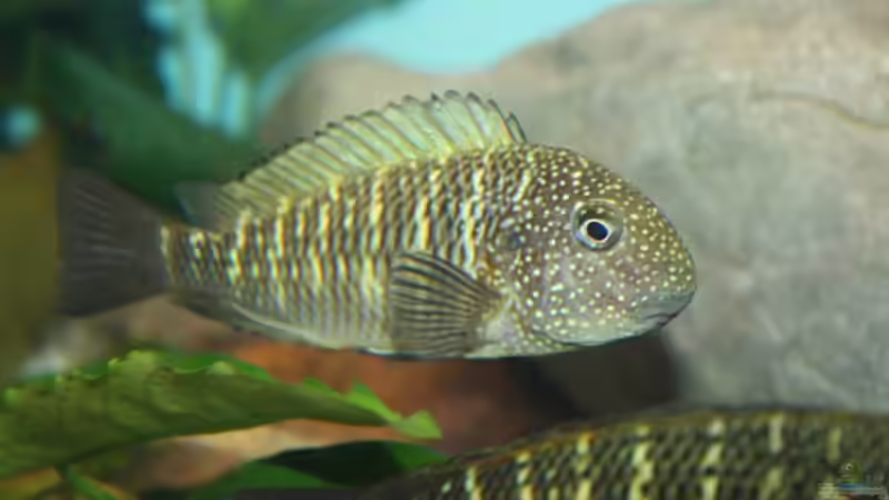 Besatz im Aquarium Becken 12518 von Marius L. (26)