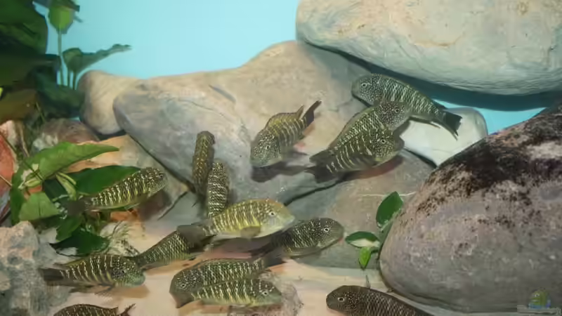 Besatz im Aquarium Becken 12518 von Marius L. (27)