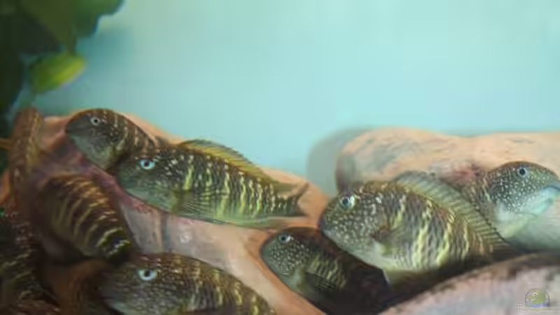 Besatz im Aquarium Becken 12518 von Marius L. (28)