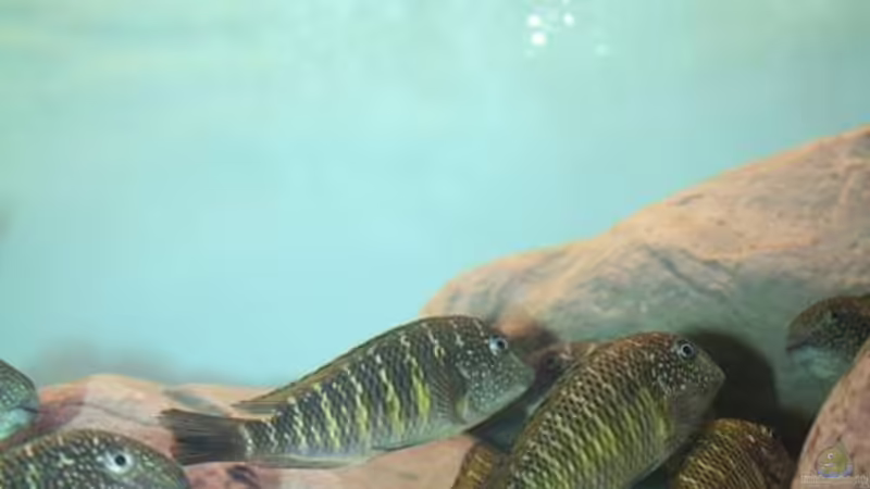 Besatz im Aquarium Becken 12518 von Marius L. (30)