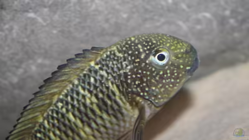 Besatz im Aquarium Becken 12518 von Marius L. (31)