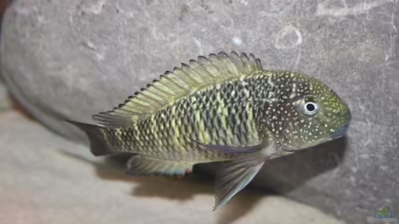 Besatz im Aquarium Becken 12518 von Marius L. (32)