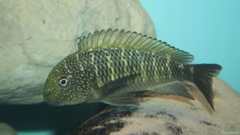 Besatz im Aquarium Becken 12518 von Marius L. (33)