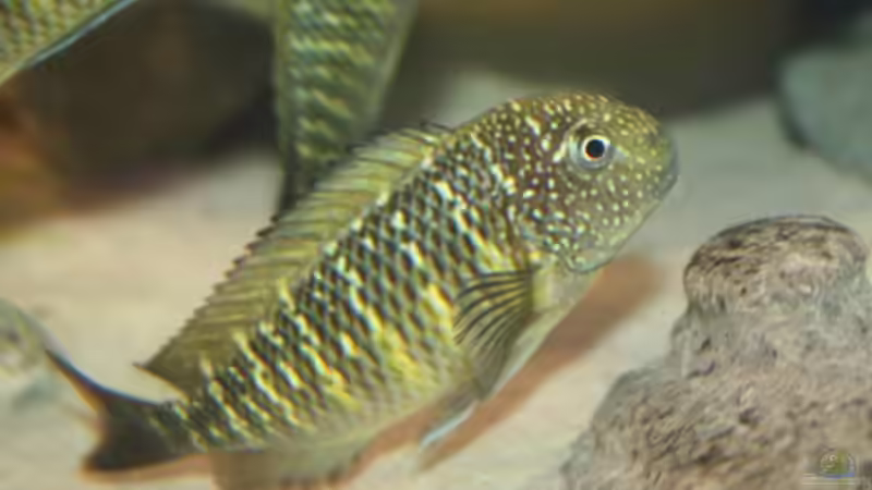 Besatz im Aquarium Becken 12518 von Marius L. (34)