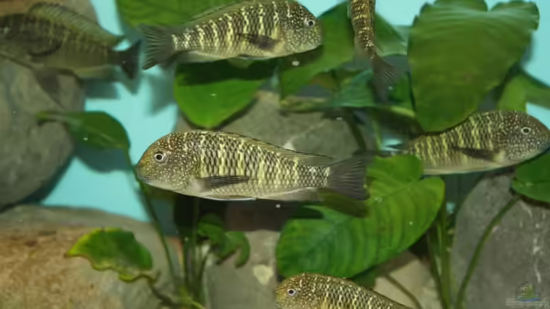 Besatz im Aquarium Becken 12518 von Marius L. (35)