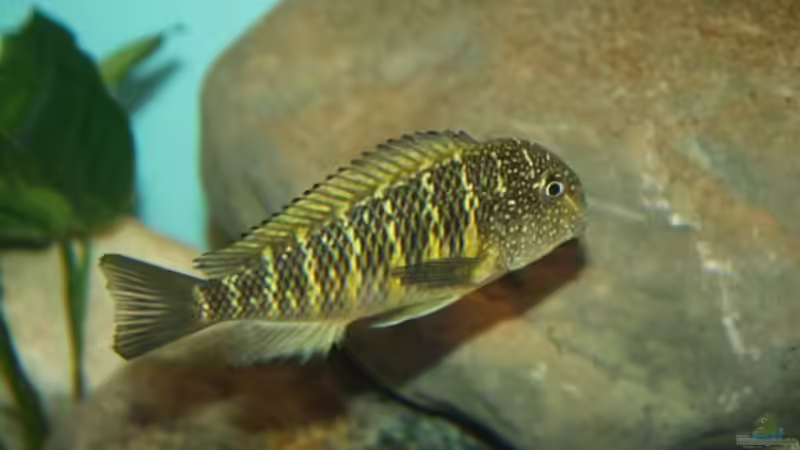 Besatz im Aquarium Becken 12518 von Marius L. (36)