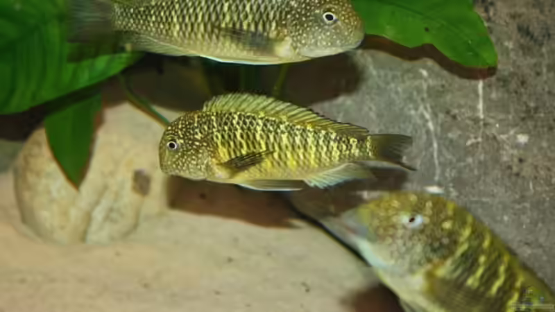 Besatz im Aquarium Becken 12518 von Marius L. (37)