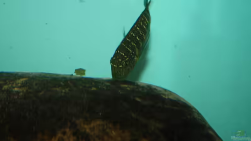 Besatz im Aquarium Becken 12518 von Marius L. (38)