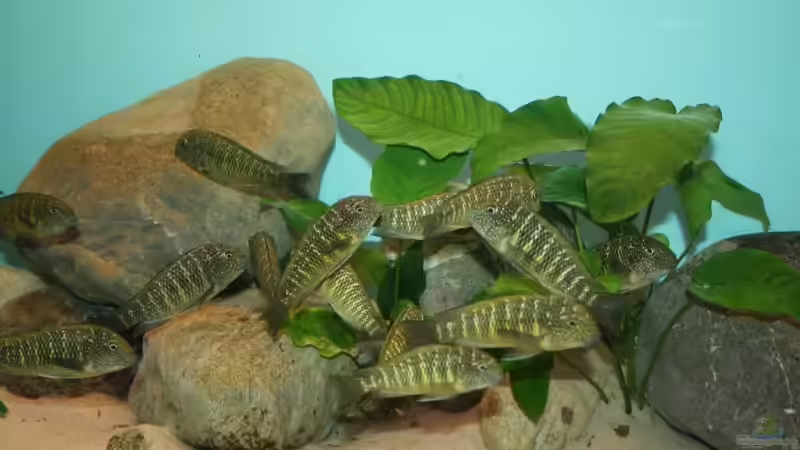 Besatz im Aquarium Becken 12518 von Marius L. (39)