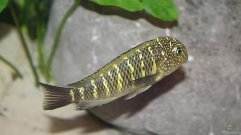 Besatz im Aquarium Becken 12518 von Marius L. (40)