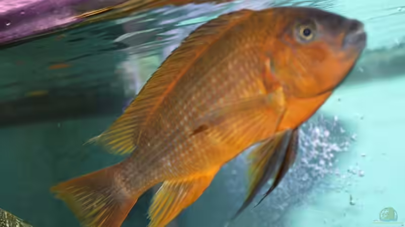 Besatz im Aquarium Becken 12518 von Marius L. (41)