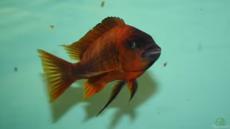 Besatz im Aquarium Becken 12518 von Marius L. (42)