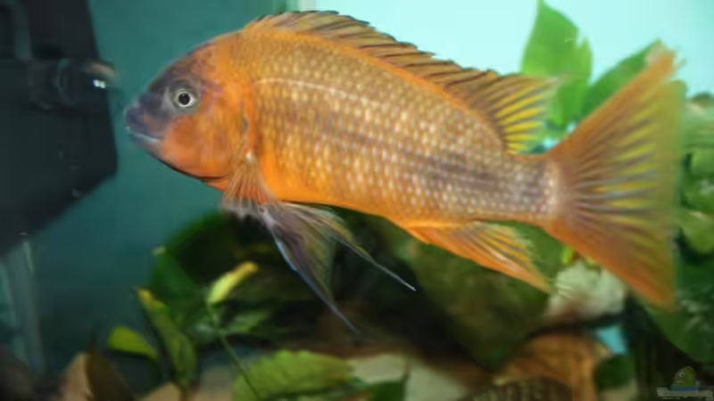 Besatz im Aquarium Becken 12518 von Marius L. (43)