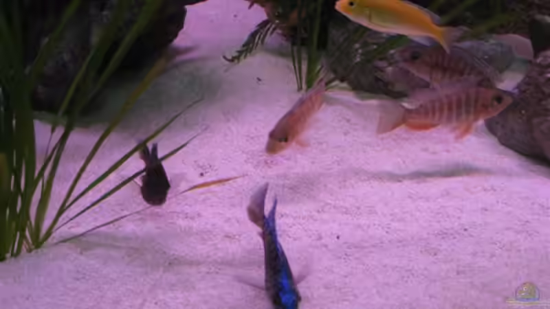 Besatz im Aquarium Becken 12520 von Heimo (12)