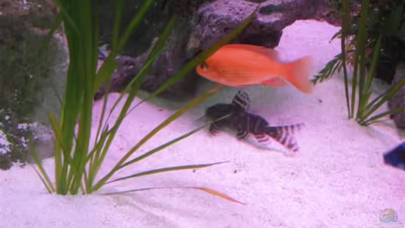 Besatz im Aquarium Becken 12520 von Heimo (13)